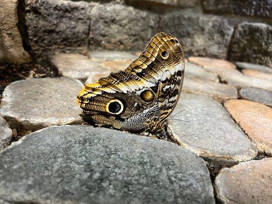 Butterfly exhibit