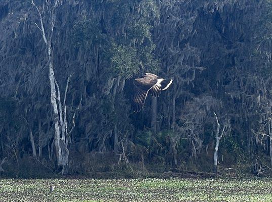 Snail Kite!