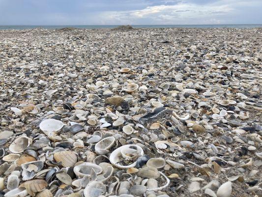 Beach with lots of shells