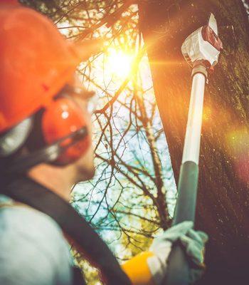 Star Tree Service