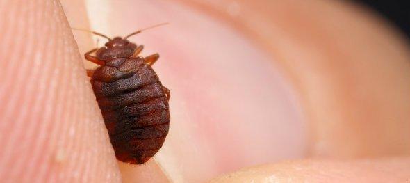 Rid Your Home or Business of Bed Bugs