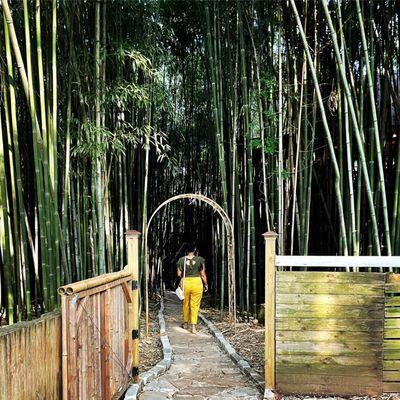 Bamboo forest