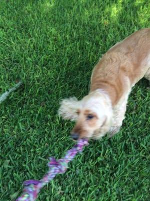 Sunny in a game of tug-o-war