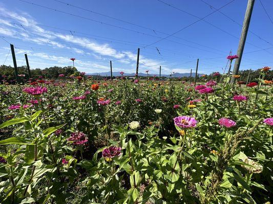 Flowers at the hops farm