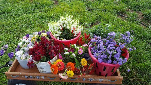 Fresh cut flowers.