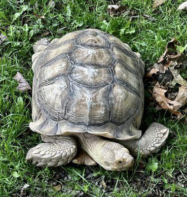 Tortoise