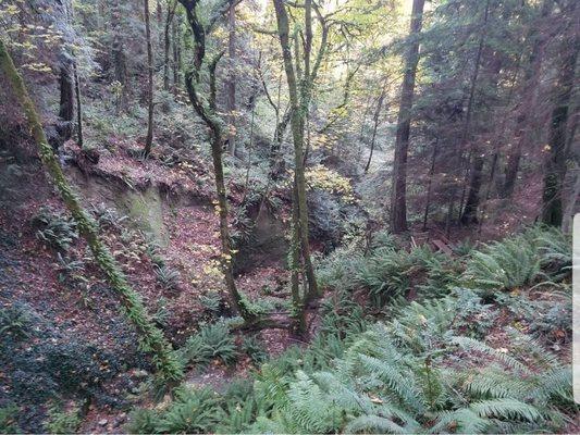 Ravine/gulley alongside trail