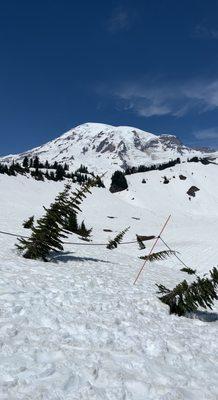 Mt. Rainier