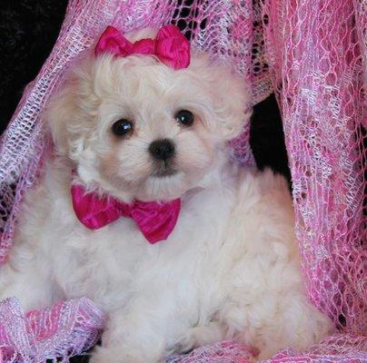 Madison Beautiful Little Maltipoo Girl!