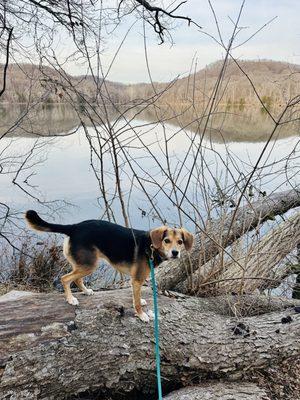 Love the dog friendly trail