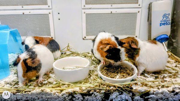 Cute hamsters, playful and hyper @ Petco Hilo.