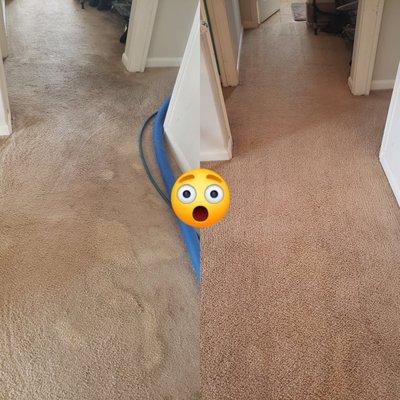 Carpet Cleaning Before and After by Citrus Advanced