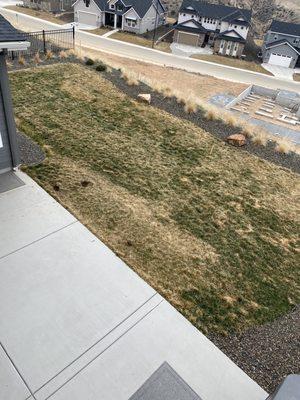 My sod 7 months after installation.  I watered religiously and has a lawn care company service it.