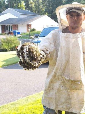 Bald faced Hornet  hive I removed today.