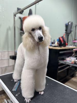 Mona the standard poodle groomed expertly by Emily F.