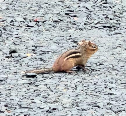 Eastern chipmunk