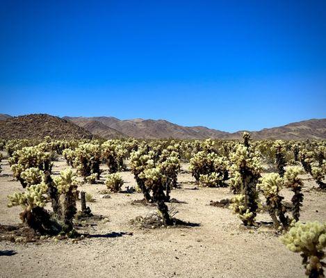 Views around the Cholla Cactus Garden - 10 cafes full of thousands of "teddy bear" cholla cacti