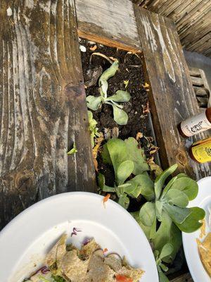 The tables that you eat off off. Basically a dirt table.