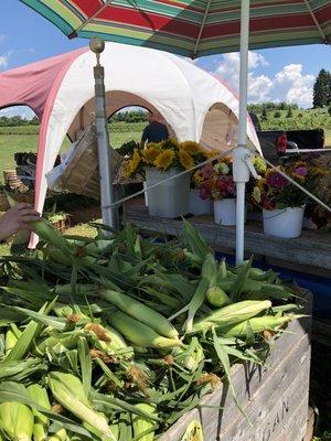 Corn. Corn. Corn. That is dinner tonight!