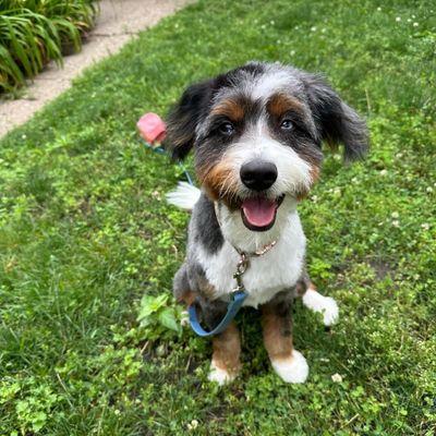 Full groom on mini bernedoodle