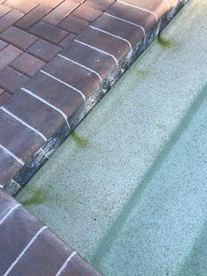 Algae growing all over because Holiday hasn't shown up to clean our pool in over 2 weeks. We paid them up front for a year.