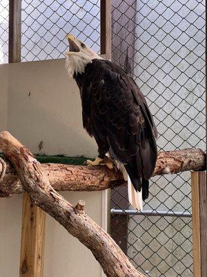 american bald eagle