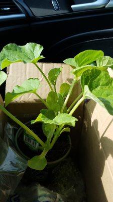 My little cantaloupe plants I just picked up. Feeling more confident that THIS year I will get a cantaloupe or melon to the table.