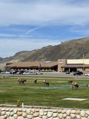 Best elk herd of any high school