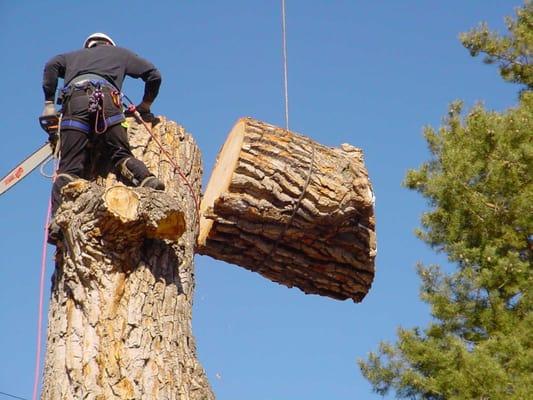 Buffalo Tree Cutting Experts