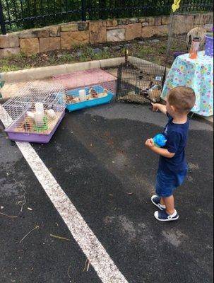 Petting Zoo that came to visit the kids