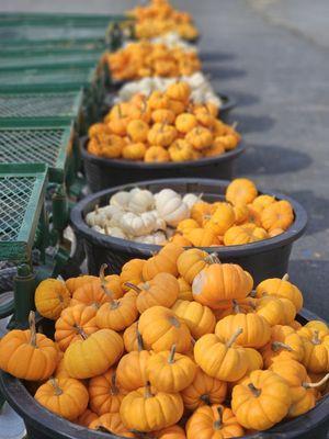 10/5/24 Visited The Farm at Green Village. I love this place!