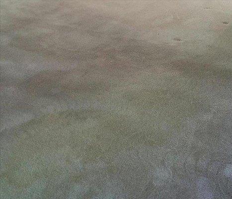 The closeup of this carpet in a Telluride home looks clean; just a few dampness areas are remaining...