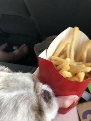 My dog trying to steal fries