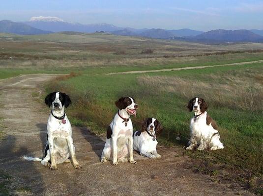 Jack,Dolly, Spencer and Diva