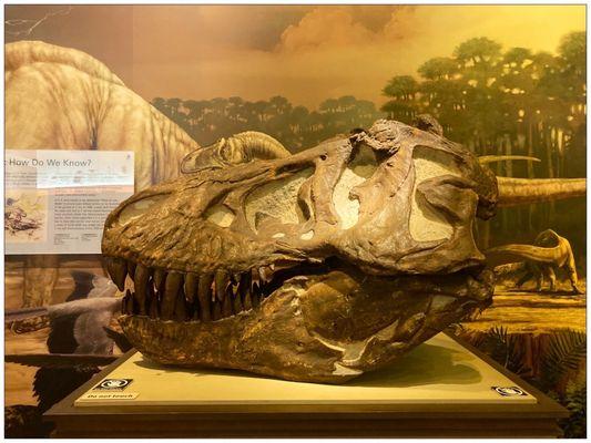 T.Rex skull. And it weighs...xxxlbs.