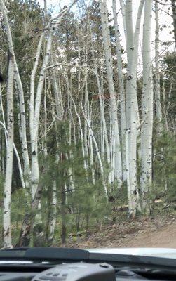 Beautiful quaking aspen. They rustle beautifully in light wind.