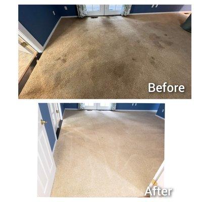 Another carpet saved from client wanting to replace carpet due to heavy traffic and pet stains.