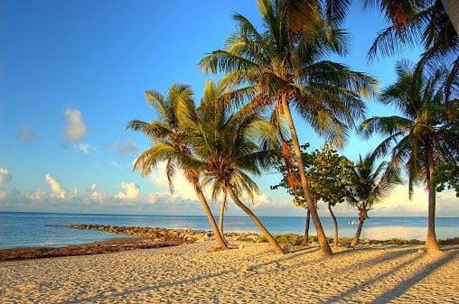 Key West palm trees