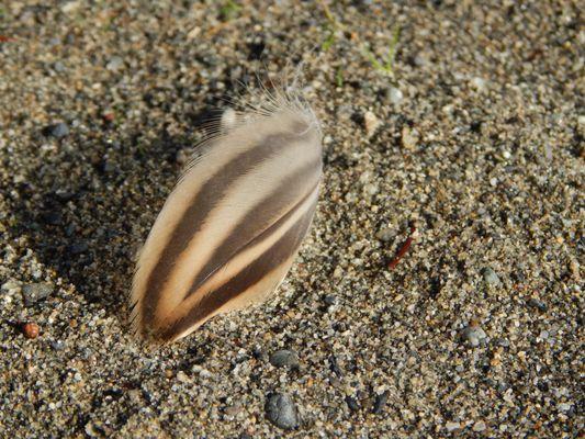 Feather on the beach.