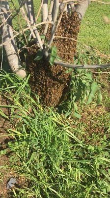 Bee swarm