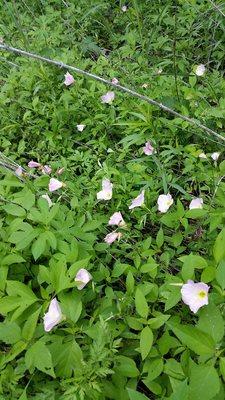 April flowers