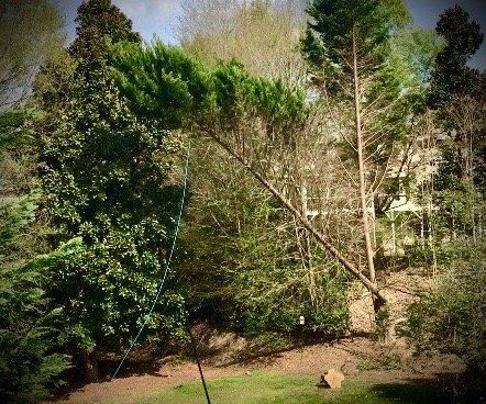 Dropping a tall tree using a safety rope