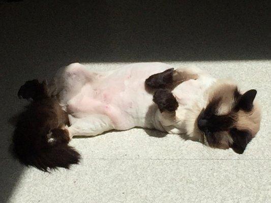 Chloe, our hospital cat, catching some rays!