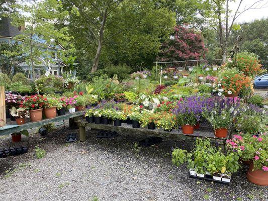 Flowers, flower shop, garden