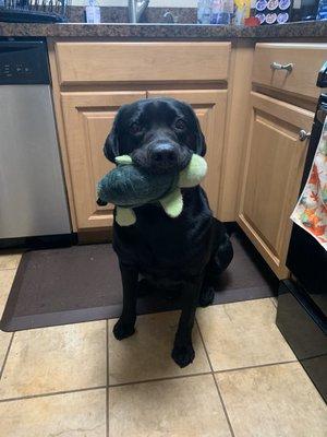 Shadow with his turtle