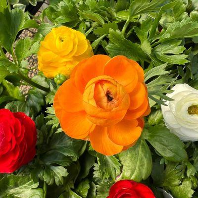 A colorful mix of Ranunculus