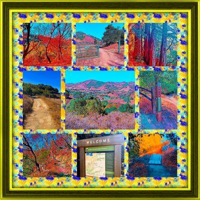 Montage of images from Indian Tree Preserve