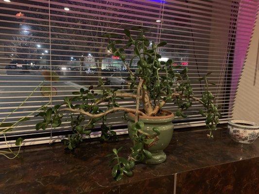 Super old jade plant inside the restaurant.  Yes I'm a crazy plant lady