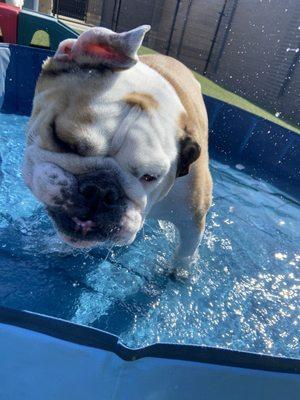 Pool pup