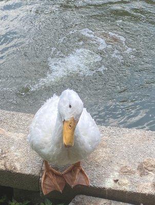 He greeted us at the bridge coming in. He will flirt with you until you give him a treat!